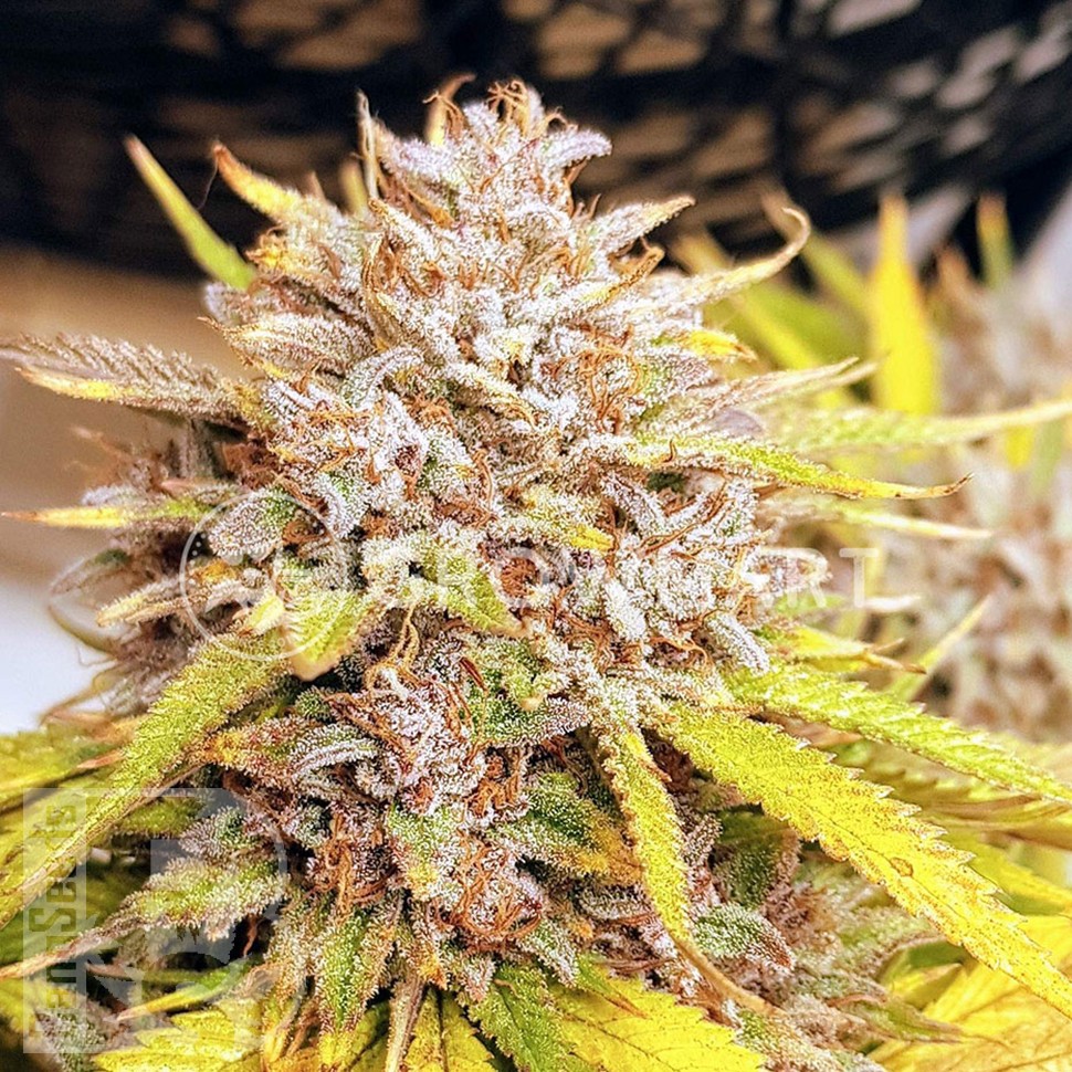 Семена ганжа  Auto Fat Banana feminised Ganja Seeds