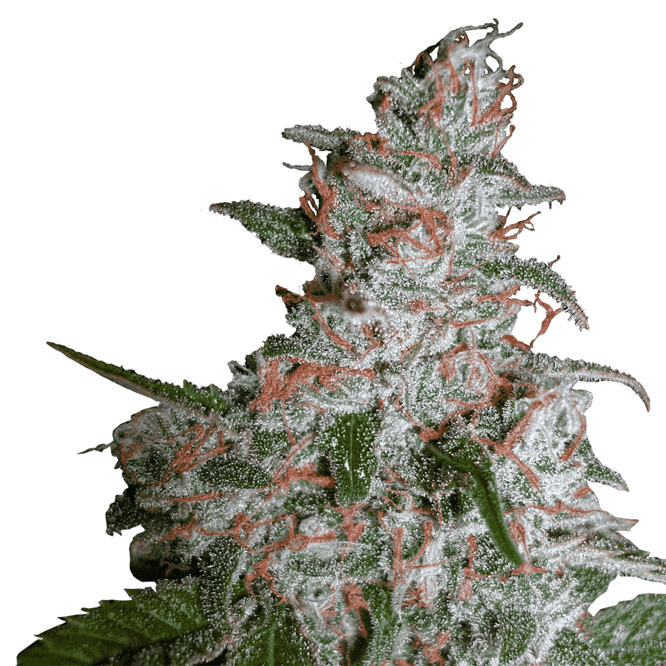 заказать семена конопли наложенным платежом Northern Lights feminised