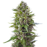 заказать семена конопли почтой  Northern Lights feminised