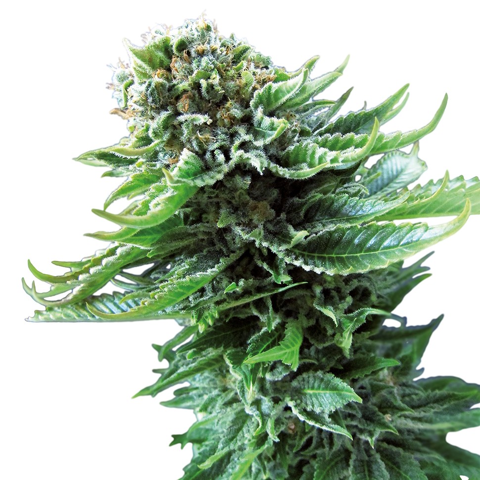 купить семена конопли в Украине Northern Lights feminised