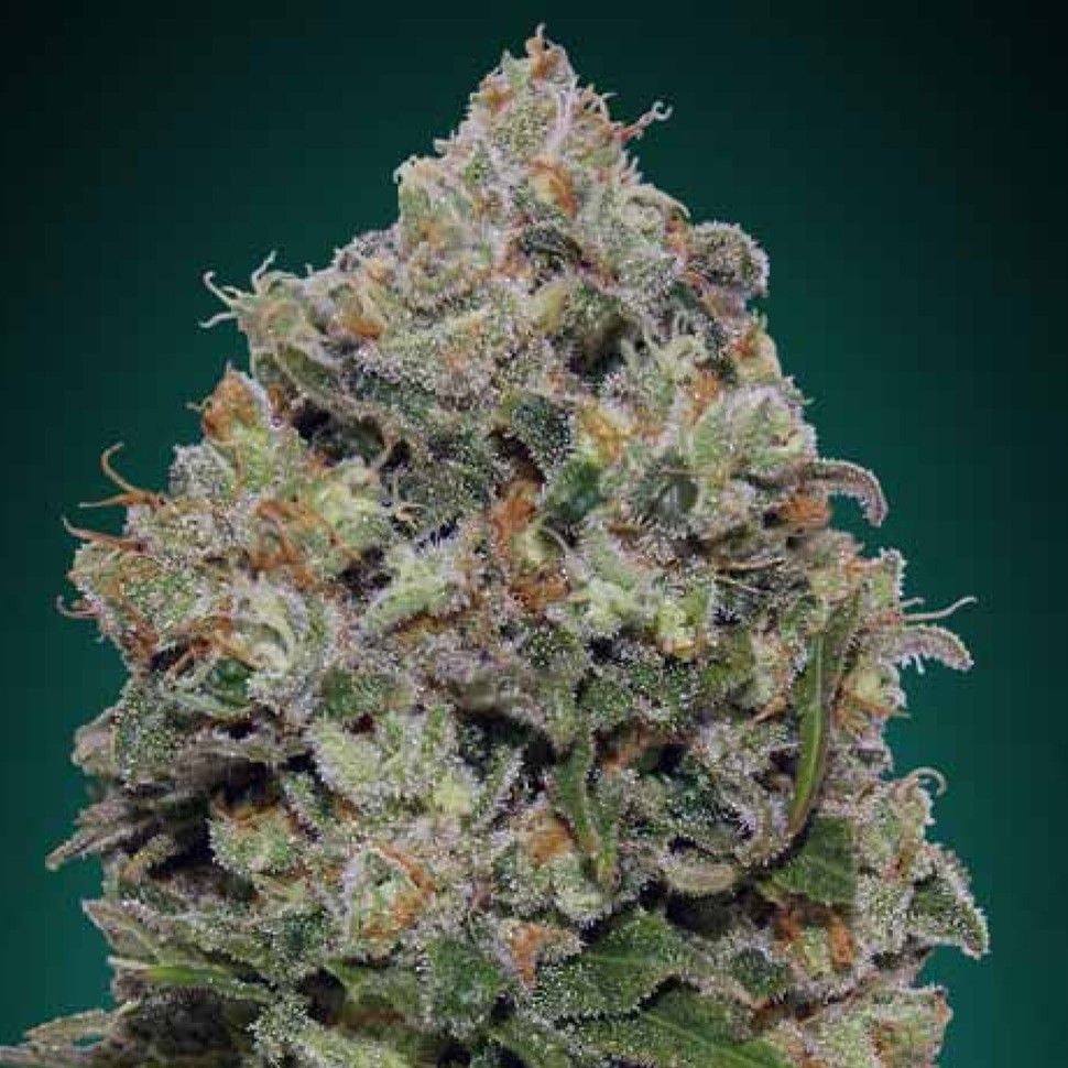 купить семена конопли f1 в оригинальной упаковке Northern Lights feminised