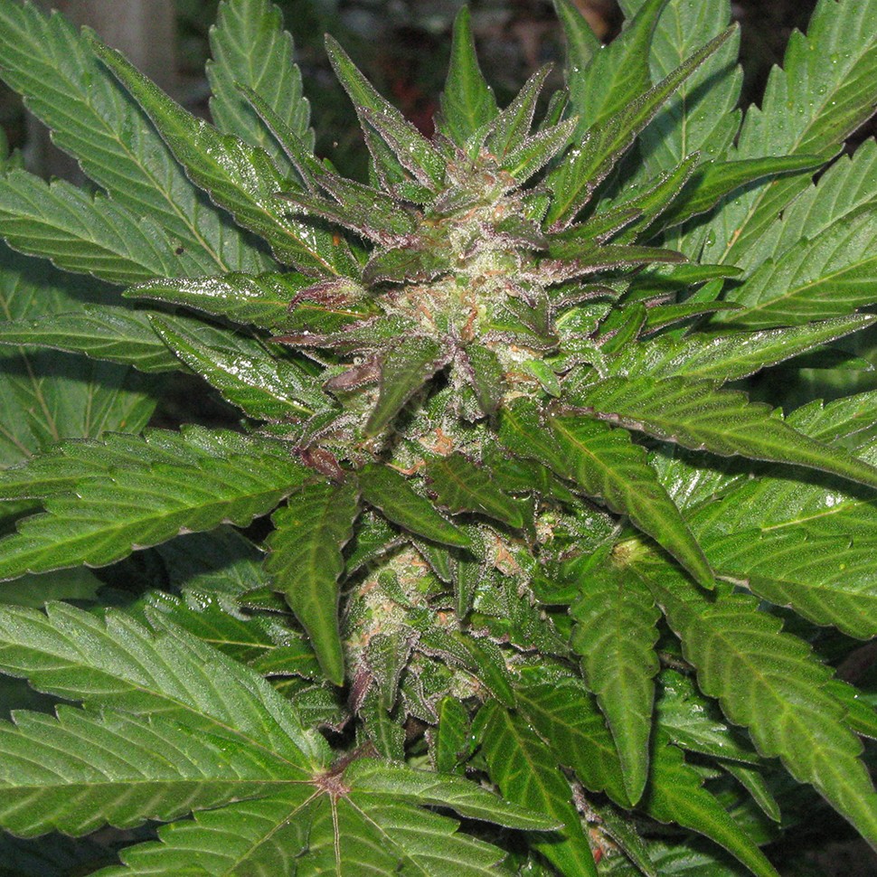 Семена конопли  Kalashnikova feminised Ganja Seeds