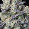Семена конопли  Kalashnikova feminised Ganja Seeds