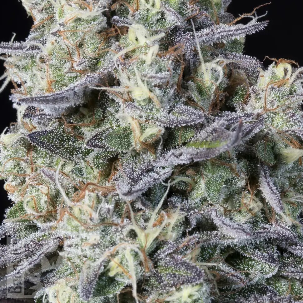 Семена конопли  Kalashnikova feminised Ganja Seeds