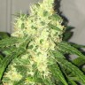 Семена конопли  Kalashnikova feminised Ganja Seeds