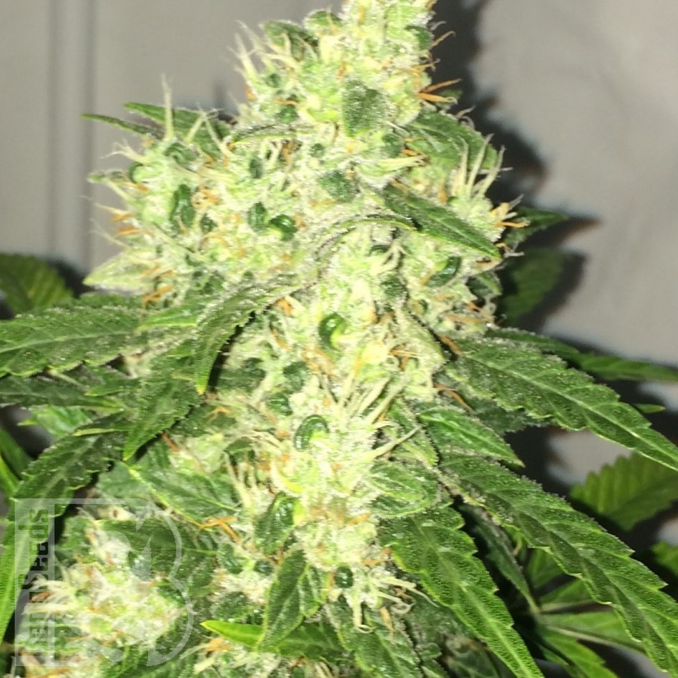 Семена конопли  Kalashnikova feminised Ganja Seeds