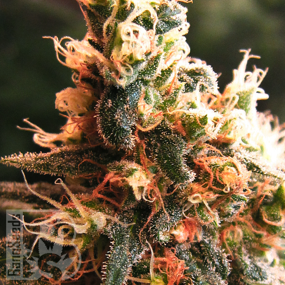 Семена конопли  Kalashnikova feminised Ganja Seeds