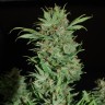 Auto Wembley feminised Ganja Seeds