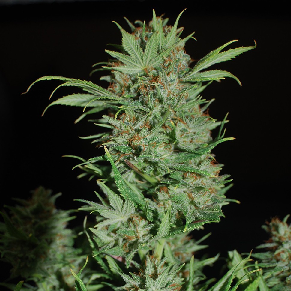 Семена ганжа  Auto Wembley feminised Ganja Seeds