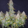 Семена ганжа  Auto Wembley feminised Ganja Seeds