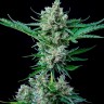 Семена ганжа  Auto Wembley feminised Ganja Seeds