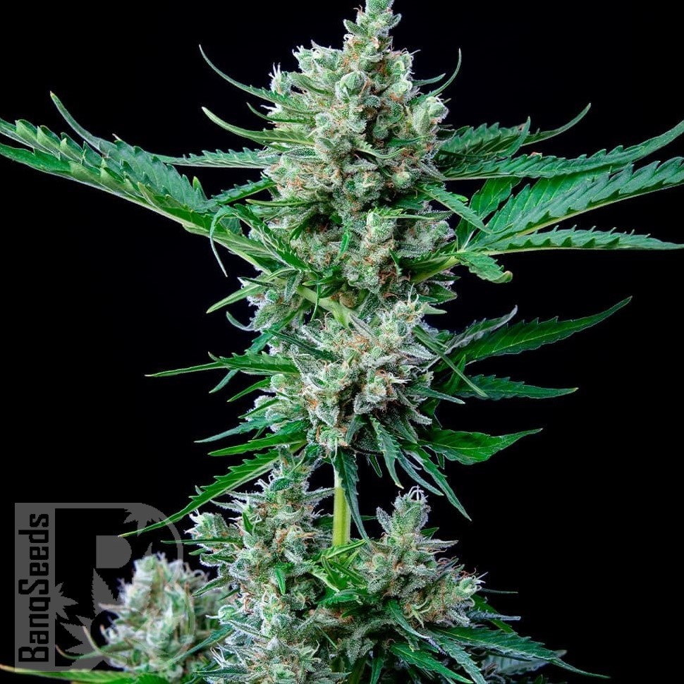 Семена ганжа  Auto Wembley feminised Ganja Seeds