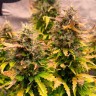 Семена ганжа  Auto Wembley feminised Ganja Seeds