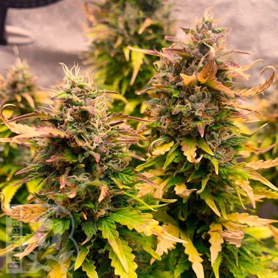 Семена ганжа  Auto Wembley feminised Ganja Seeds