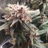 Семена марихуаны  Shiva Skunk feminised Ganja Seeds