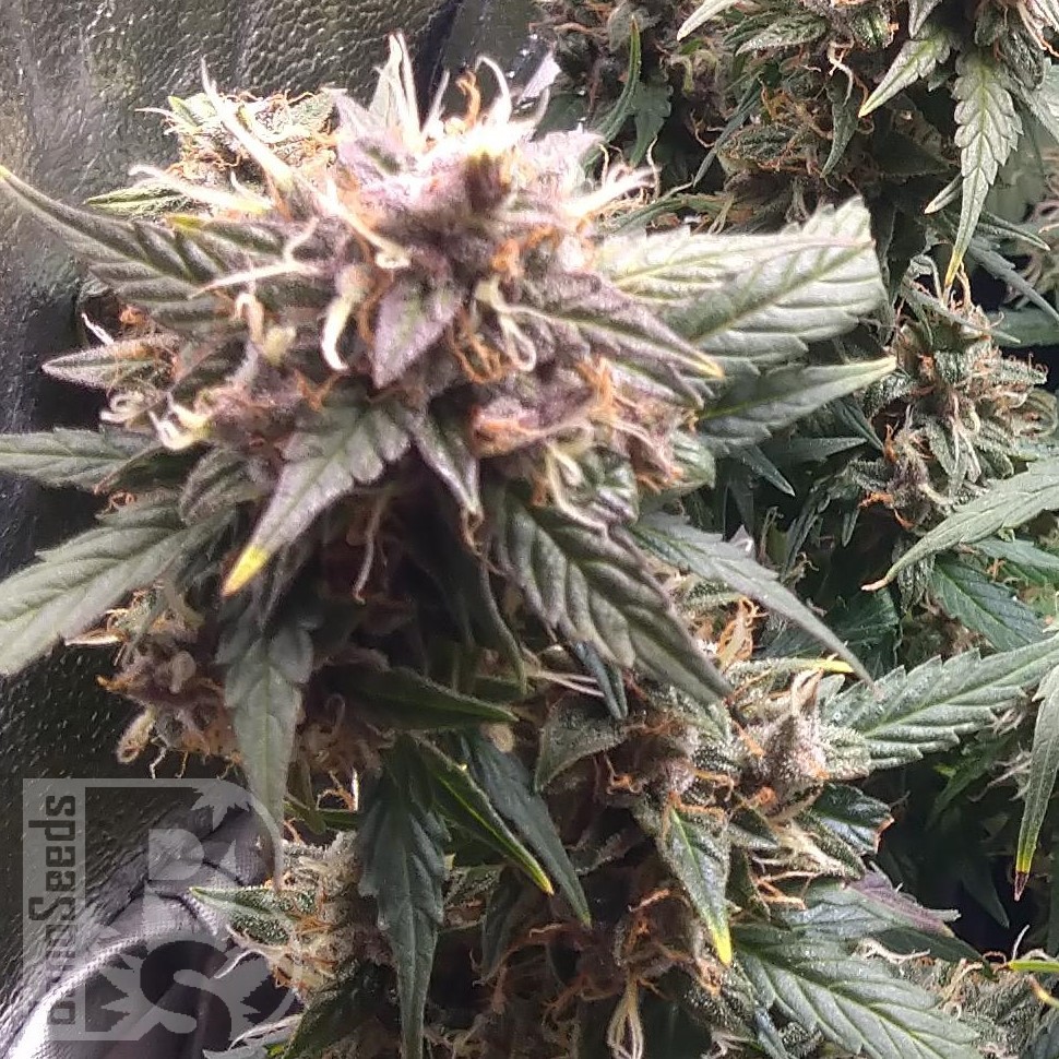 Семена марихуаны  Shiva Skunk feminised Ganja Seeds
