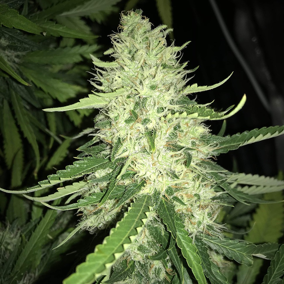 Семена марихуаны  Turpan feminised Bang Seeds