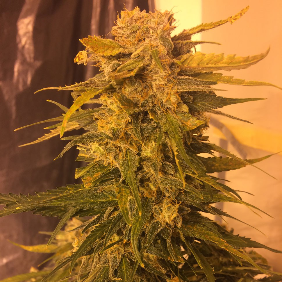 Семена каннабиса  Cream Mandarine feminised Fast Version Ganja Seeds 