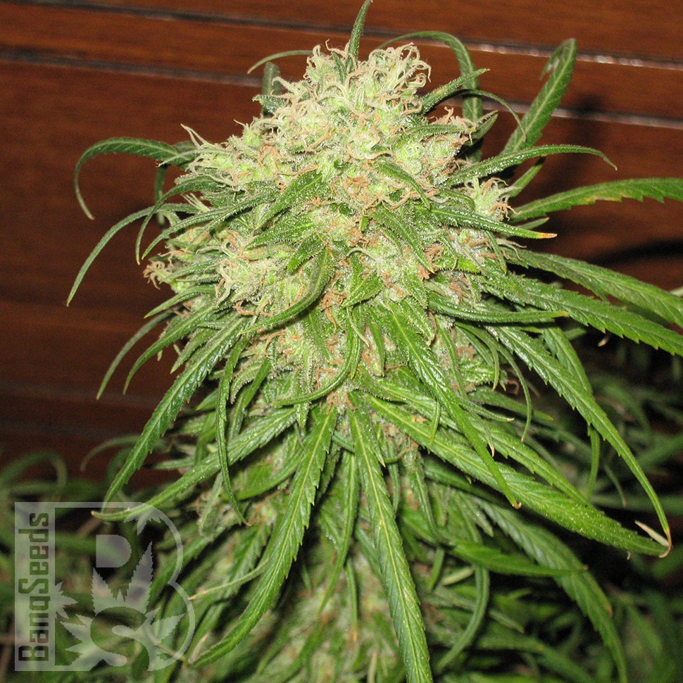 Jamaican Orange Skunk feminised Ganja Seeds
