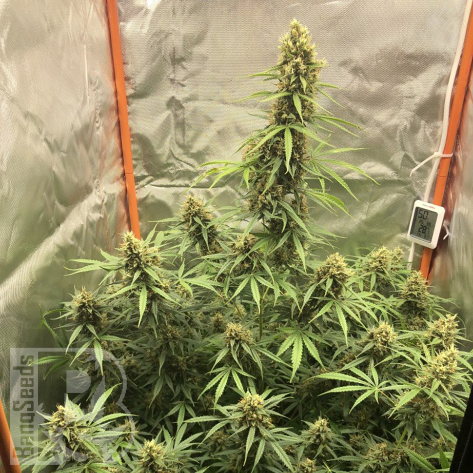 покупка семян конопли Auto Lemon Kix feminised Ganja Seeds