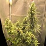 продажа семян конопли Auto Lemon Kix feminised Ganja Seeds