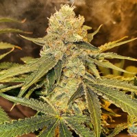 Auto Irtysh feminised Bang Seeds