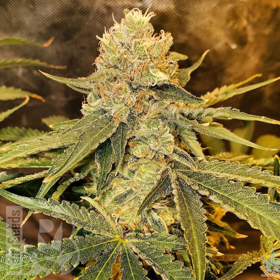 Семена марихуаны  Auto Irtysh feminised Bang Seeds