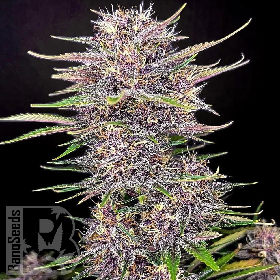 Семена конопли  Umai feminised Bang Seeds