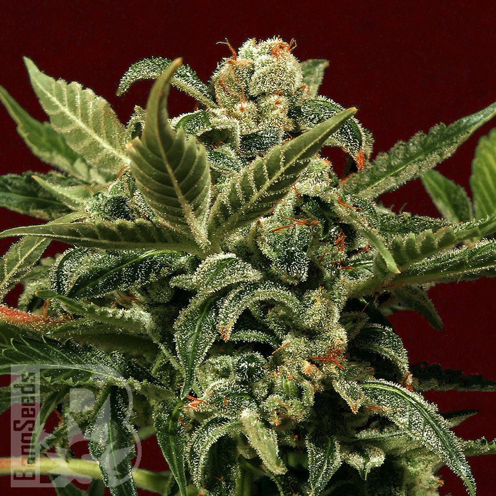 Jet 47 feminised Ganja Seeds
