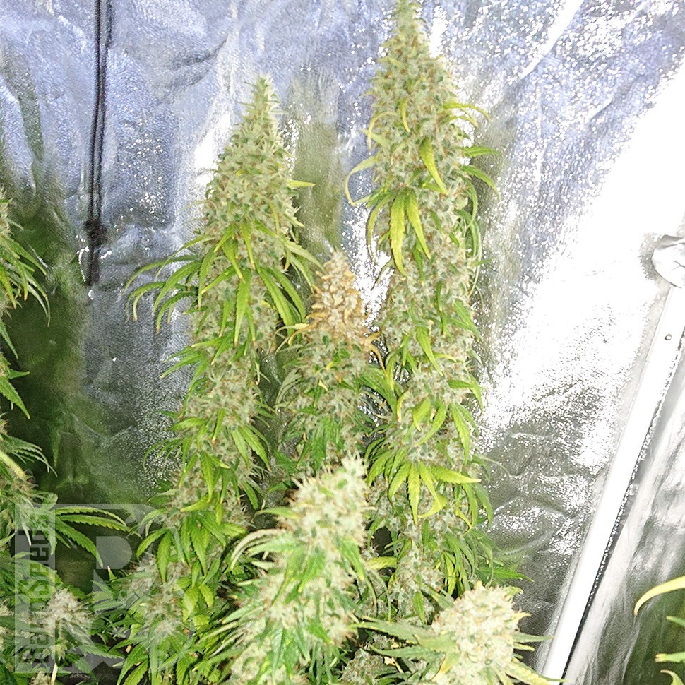 Семена  Lennon feminised Ganja Seeds