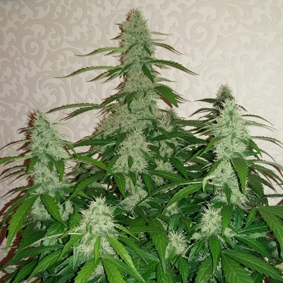 Семена конопли  Auto Nefertiti feminised Ganja Seeds