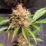 Семена каннабиса  Sour Diesel feminised Ganja Seeds