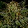 Семена каннабиса  Sour Diesel feminised Ganja Seeds