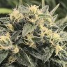 Семена каннабиса  Sour Diesel feminised Ganja Seeds
