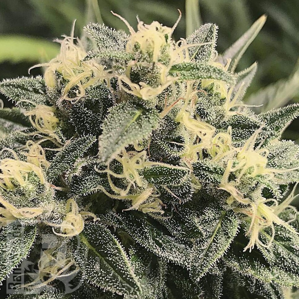 Семена каннабиса  Sour Diesel feminised Ganja Seeds