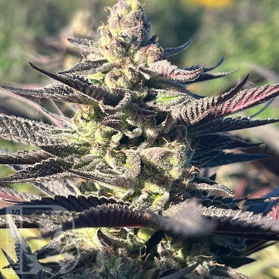 Семена конопли  Original Afghani #1 regular Ganja Seeds