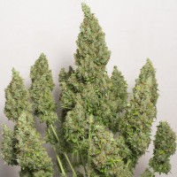 Auto Issyk feminised Bang Seeds