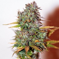 Auto Mini Gun feminised Ganja Seeds