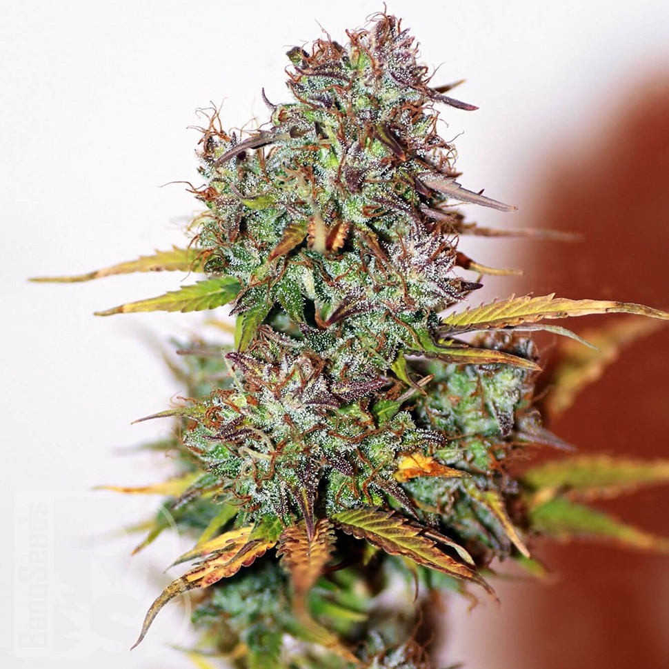 Семена конопли  Auto Mini Gun feminised Ganja Seeds