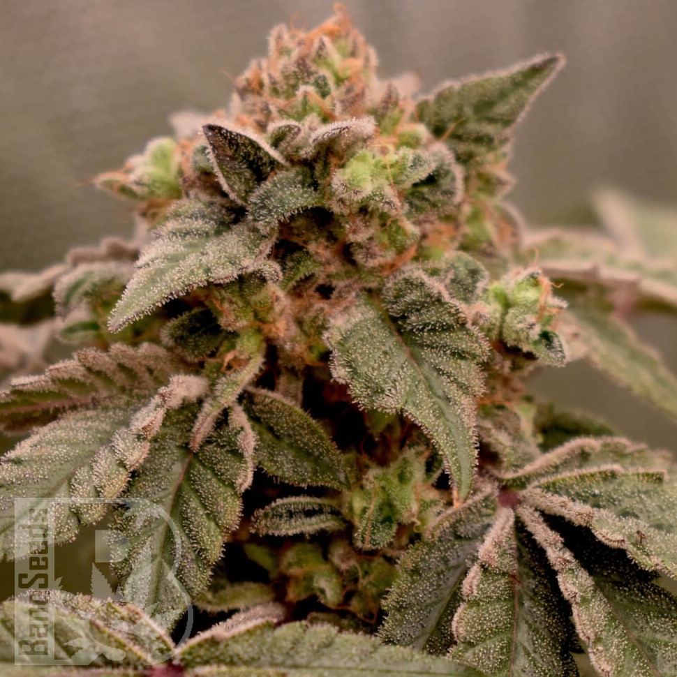 Jock Horror feminised Ganja Seeds