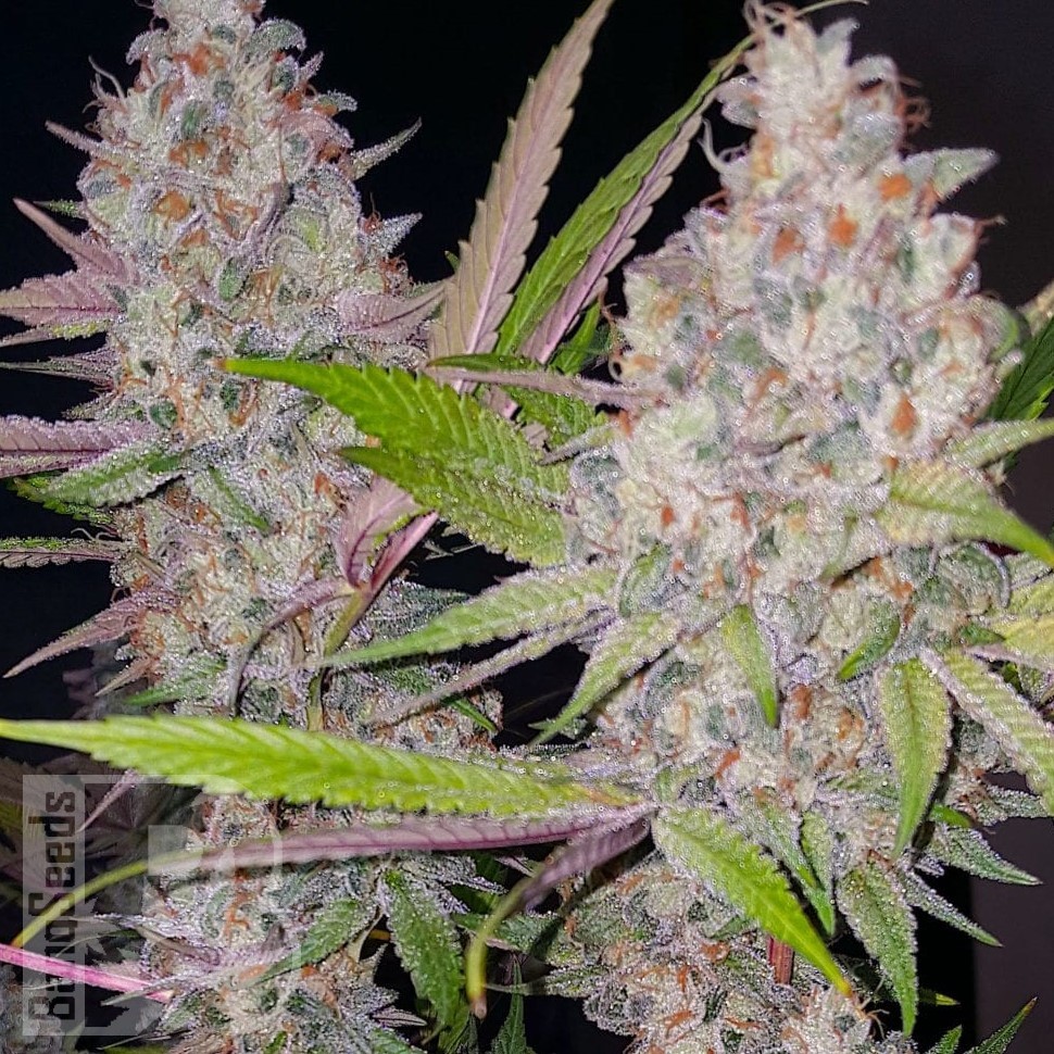 Jock Horror feminised Ganja Seeds