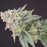 Jock Horror feminised Ganja Seeds