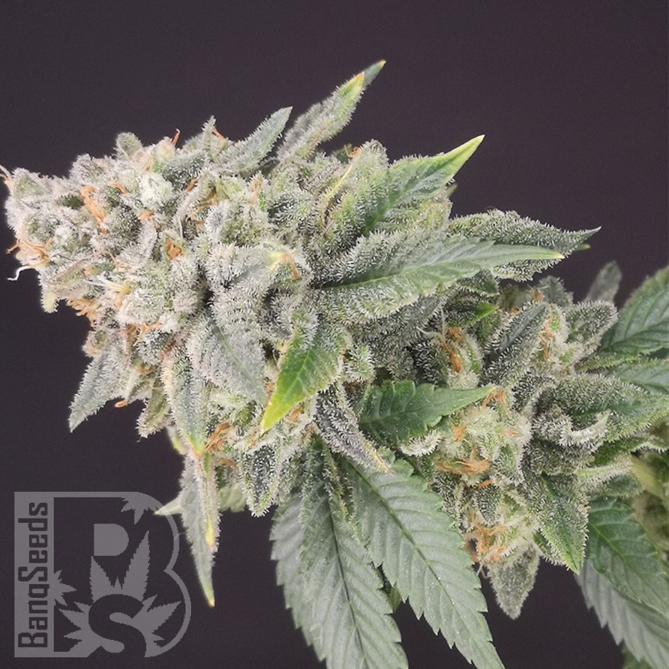 Jock Horror feminised Ganja Seeds