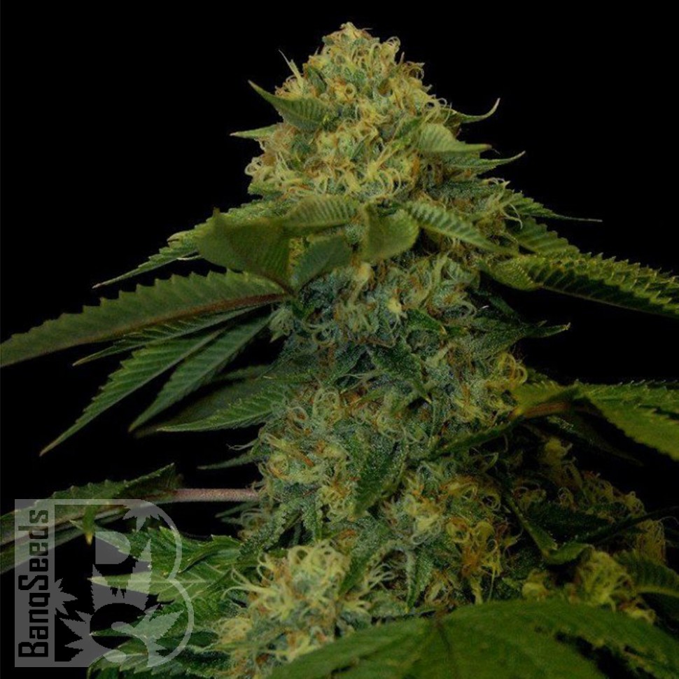 Семена конопли  Holy Grail feminised Ganja Seeds