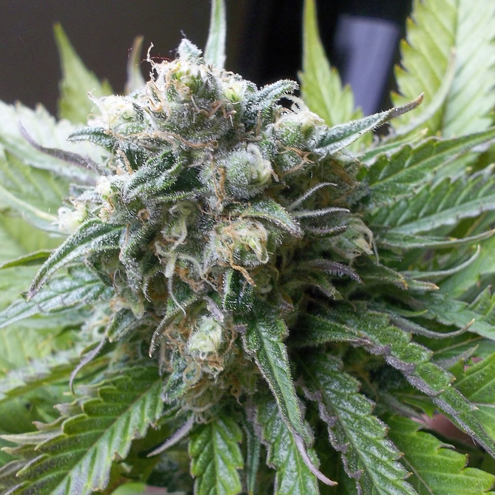 Семена каннабиса  Super Critical Kali Haze feminised Ganja Seeds