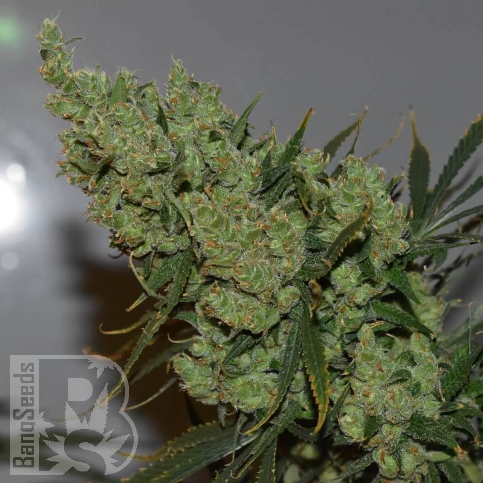Семена каннабиса  Super Critical Kali Haze feminised Ganja Seeds