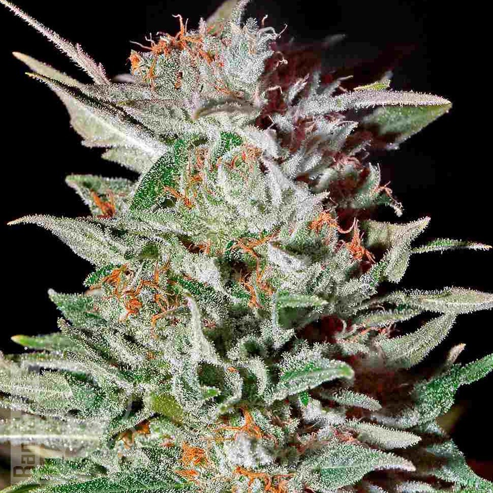 Семена каннабиса  Super Critical Kali Haze feminised Ganja Seeds