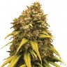 Семена каннабиса  Super Critical Kali Haze feminised Ganja Seeds