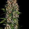 Семена каннабиса  Big Devil feminised Ganja Seeds