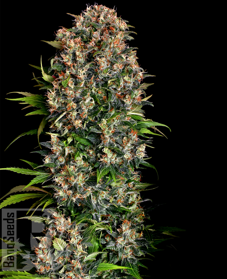Семена каннабиса  Big Devil feminised Ganja Seeds